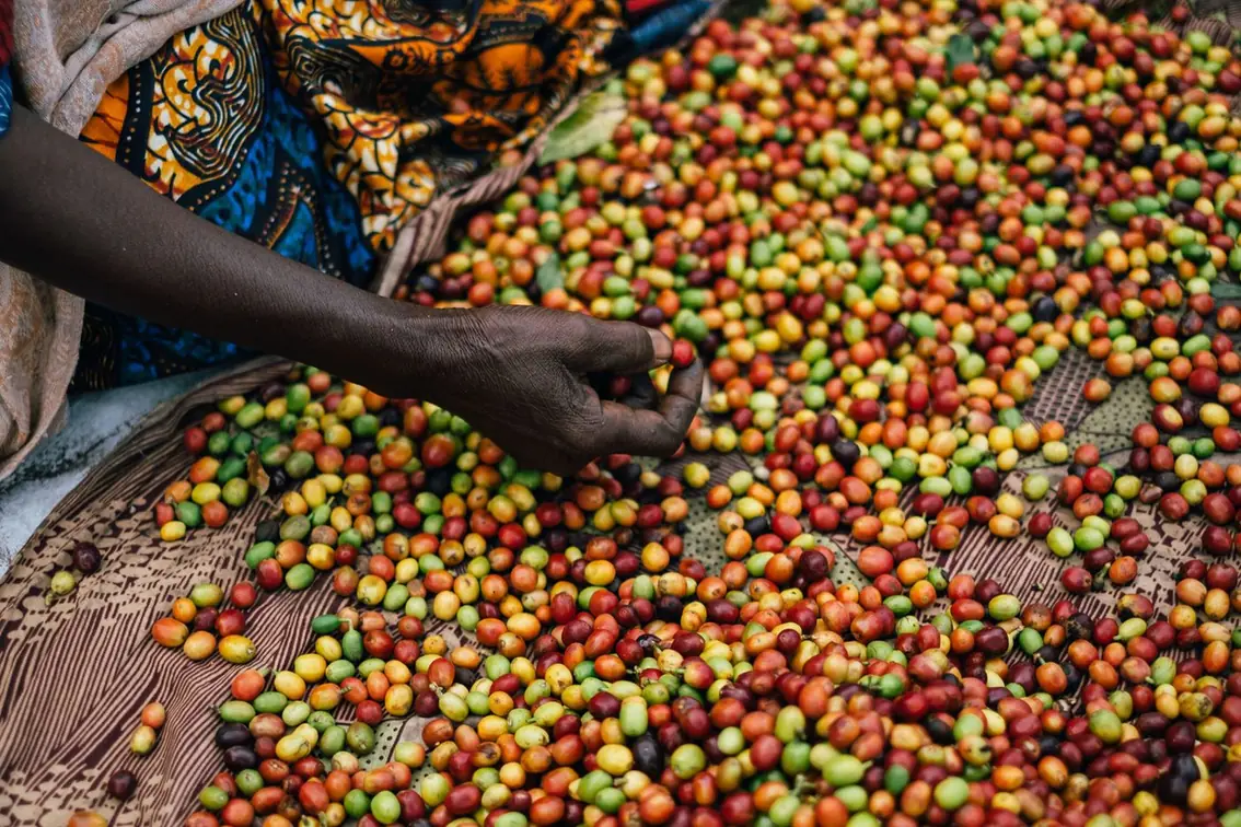 Hands sorting ripe coffee cherries on a drying bed