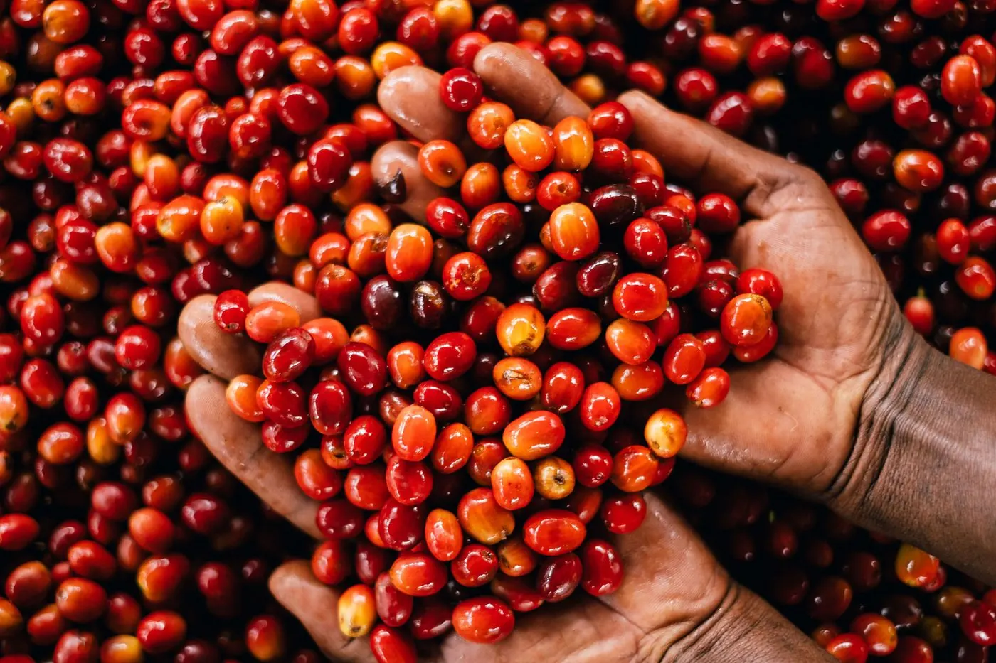Two hands holding freshly picked red coffee cherries
