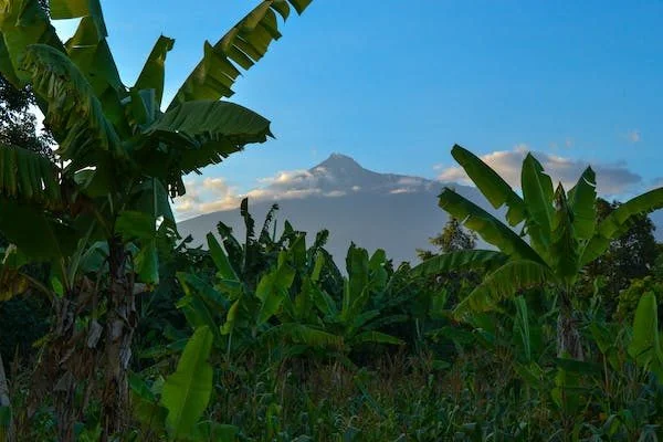 Banana plants and coffee country under a mountain in Uganda